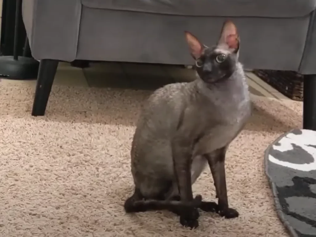 cornish rex zittend, fokken van katten