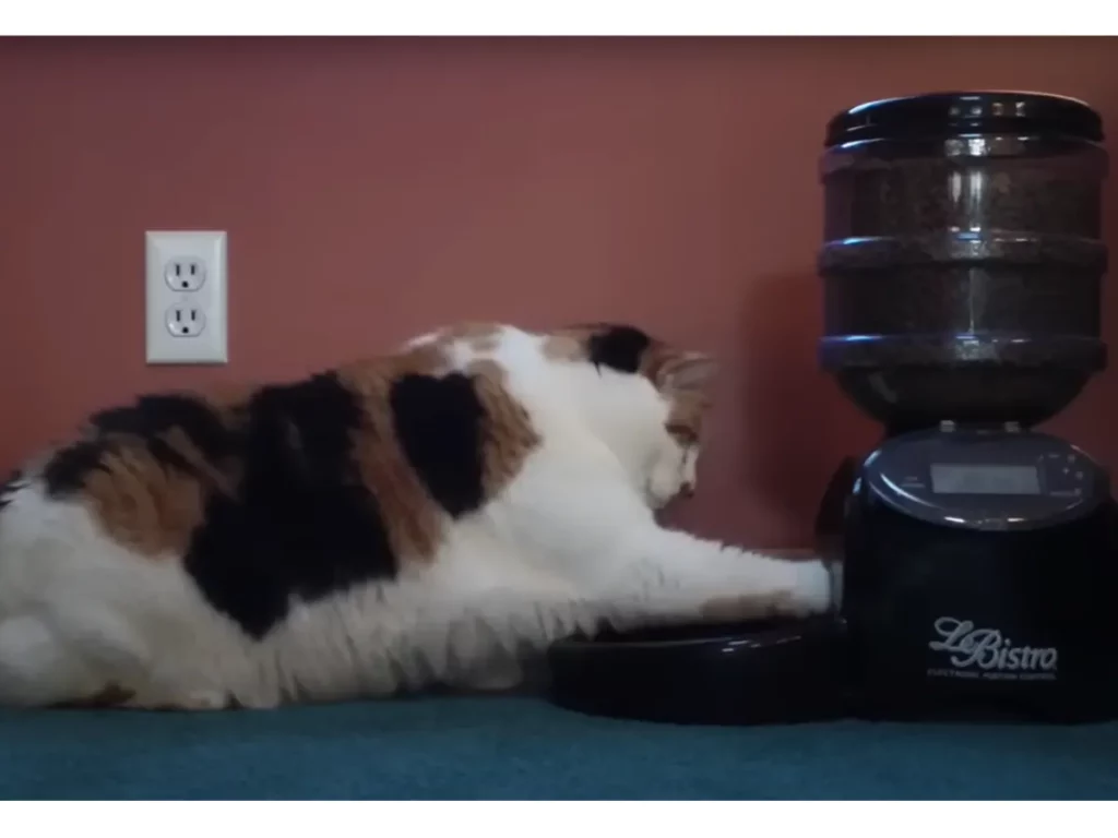 Kat met automatische voerbak, beste automatische kattenvoerbak