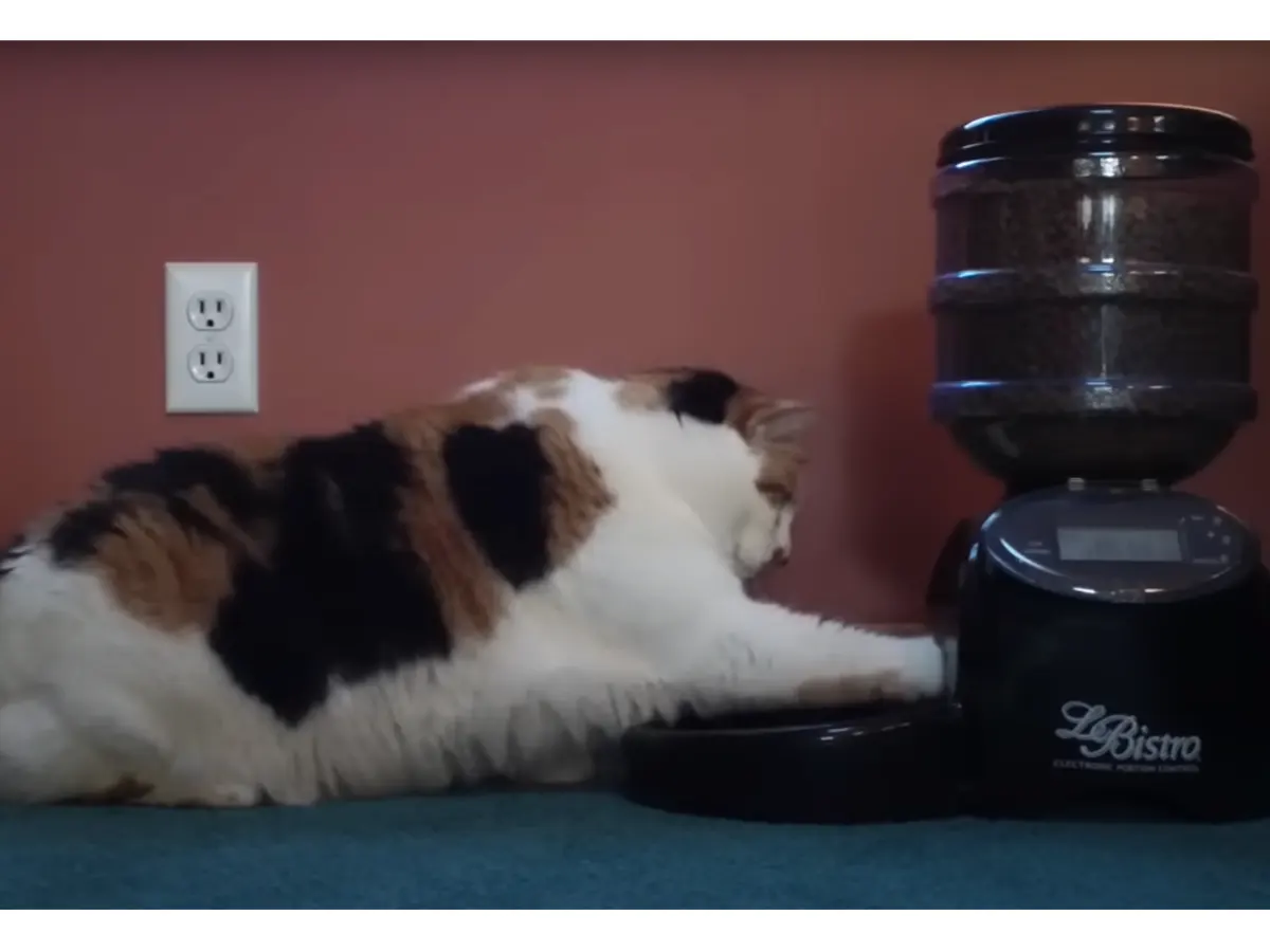Kat met automatische kattenvoerbak
