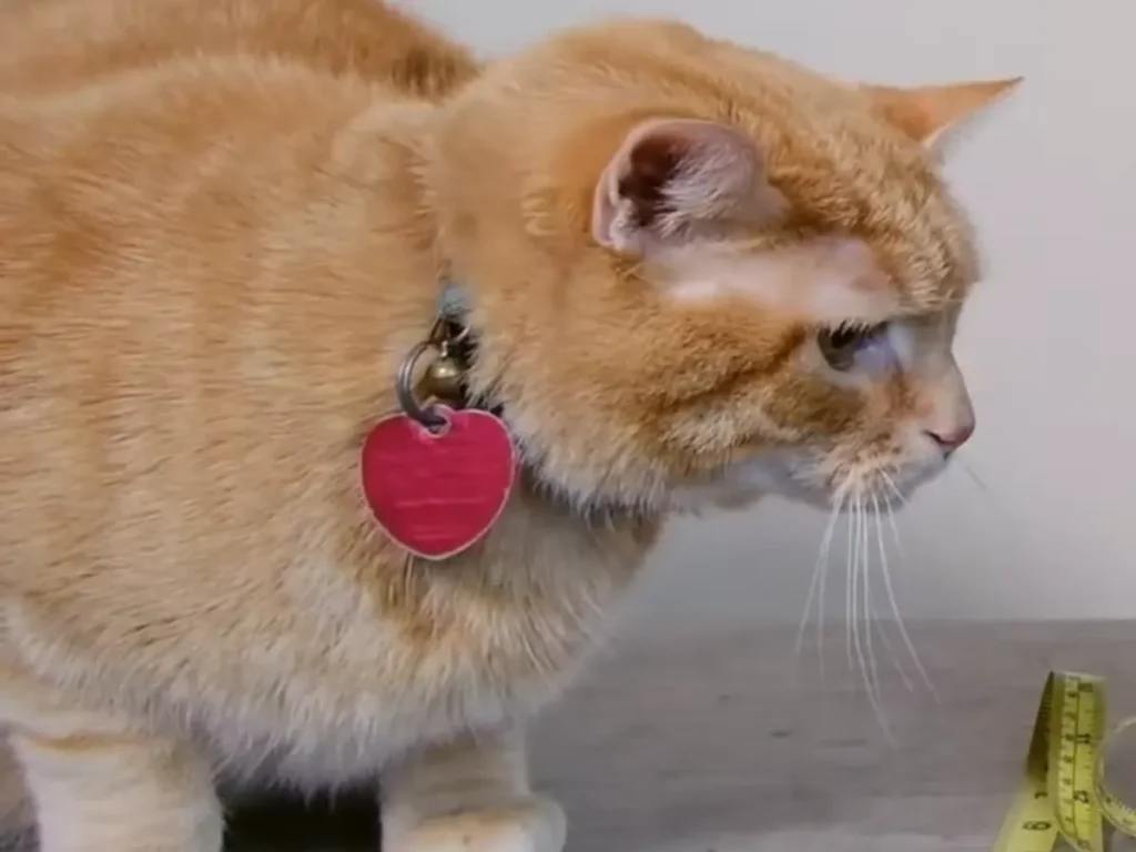 kat met gps-tracker halsband, beste gps tracker voor katten