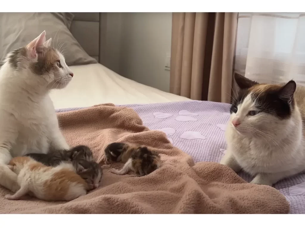 katten met kittens, de bevalling van een kat