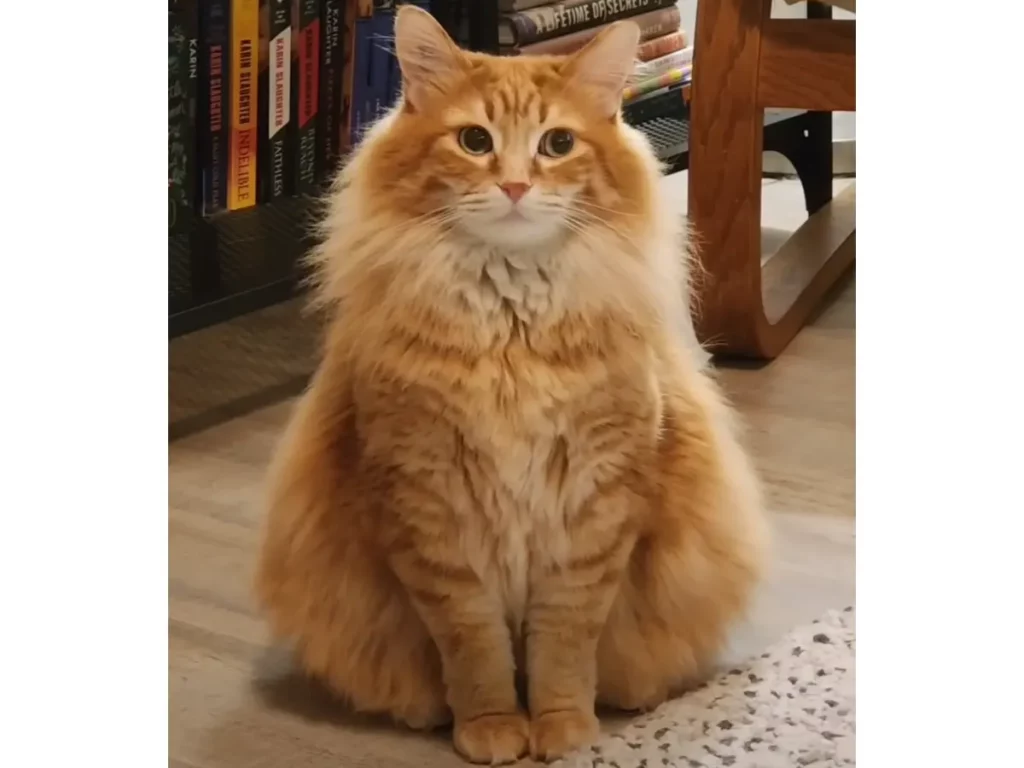 Oranje kat, anatomie van de kat
