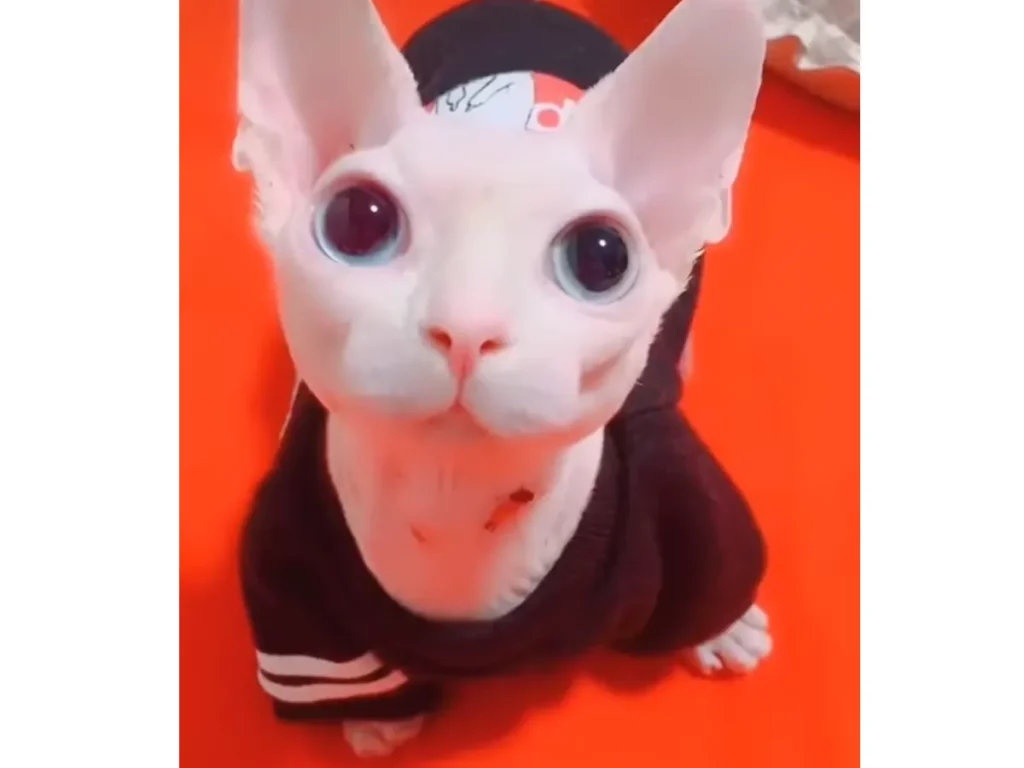 Sphynx, kattenras