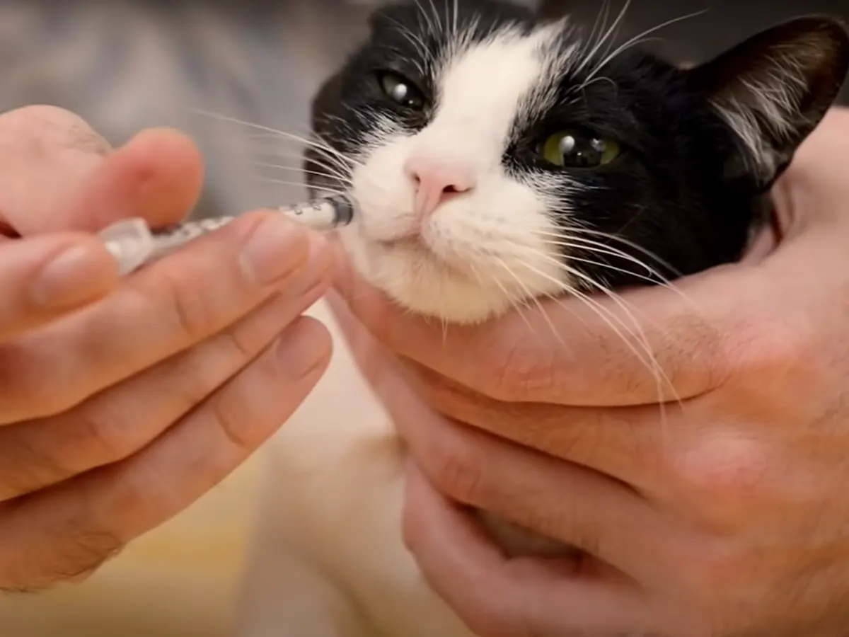 kat die medicijn krijgt, vergiftiging bij katten