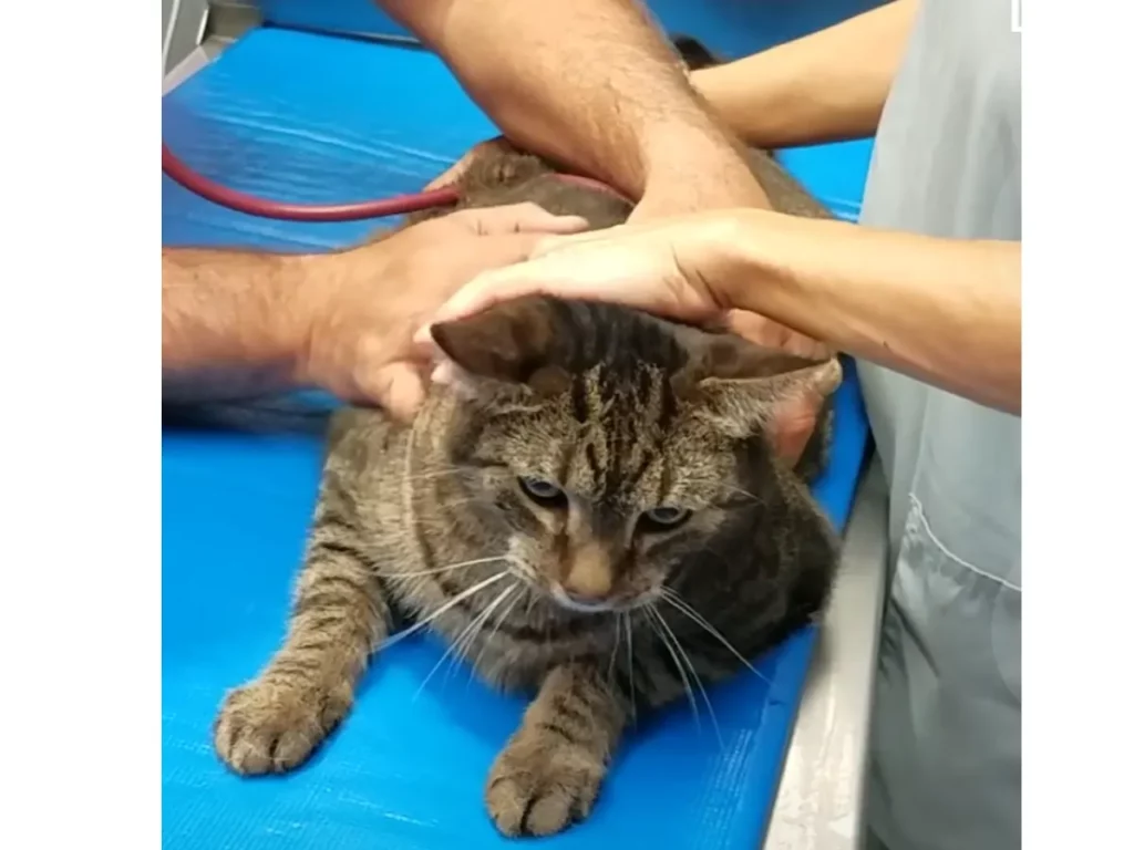 kat op tafel bij dierenarts, kanker bij katten