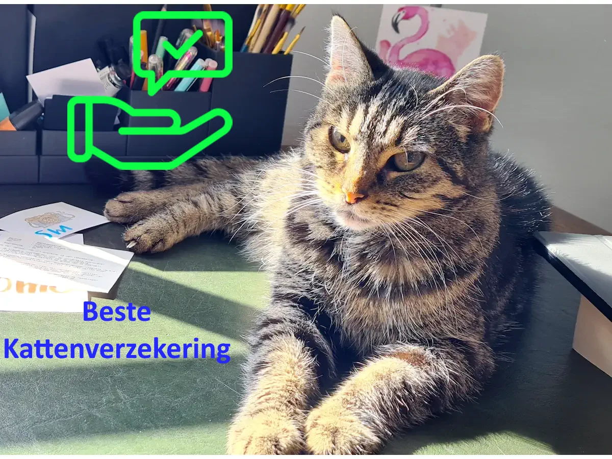 beste verzekering kat
